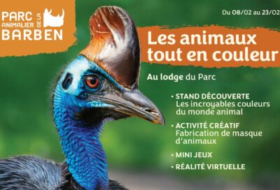 Les animaux en couleurs